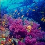 Climate Change Puts Coral Reefs Under Threat