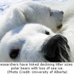 Climate Change: Researchers Link Litter Sizes and Loss of Sea Ice