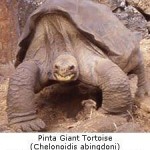 Many Turtles and Tortoises may Become Extinct, says IUCN Joint Report