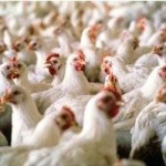 Making Biodegradable Plastics from Waste Chicken Feathers Possible