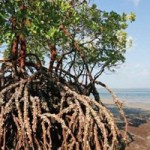 Degraded Coastal Wetlands Contribute to Climate Change