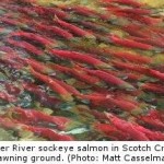 Climate Change Likely to Affect Some Populations of Fraser River Salmon Severely