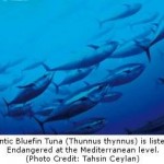 Extinction Threat: Marine Fish in the Mediterranean Could Disappear Soon