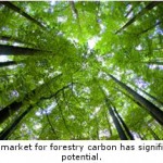 Financial Leaders Call for Investor-Friendly Forest-Carbon Market