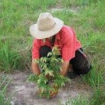 Forestry Carbon Credits Issued to a Columbian Reforestation Project