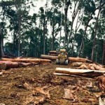 Global Demand for Food Products Threatens Tropical Forests