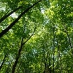 Green Corridors Needed to Reconnect Fragmented Forests in Europe