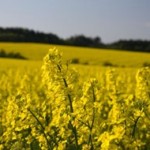 First EU Sustainability Schemes for Biofuels Get the Go-Ahead