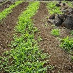 Clues for Sustainable Farming Found in Ancient Hawaiian Techniques