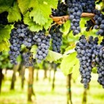 Global Warming could Significantly Alter the U.S. Premium Wine Industry