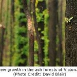 Forest Logging Increases Risk of Mega Fires