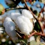 Cotton Life Cycle Inventory & Assessment Study to be Benchmark for Cotton Sustainability