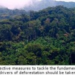 Financiers Call for Forestry-Based Carbon Markets & Warn of Huge Cost of Failure