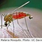 Scientists: Malaria control to overcome disease’s spread as climate warms