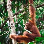 Why Investing in Forests is Win-Win for Communities, Climate & Orangutans