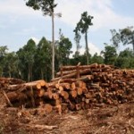 Indonesian Rainforest Destroyer Asia Pulp and Paper Loses More Contracts