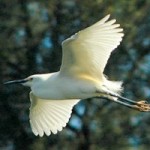 Bigger Birds in Central California, Courtesy of Global Climate Change