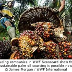 Sustainable Palm Oil Sourcing is Possible Now