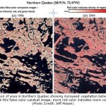 Study Shows More Shrubbery in a Warming World