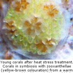 Multiple Partners Not the Only Way for Corals to Stay Cool