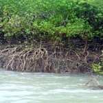 Climate Impacts in Indian Sundarbans More Severe Because of Region’s Development Deficit