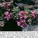 Climate Change is Altering Mountain Vegetation at Large Scale