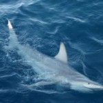 Climate Adaptation: New Hybrid Sharks Discovered Along Australian Coastline