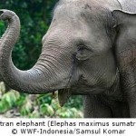 Habitat Loss Drives Sumatran Elephants Step Closer to Extinction