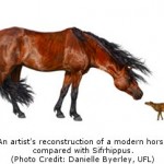 Evolution of Earliest Horses Driven by Climate Change