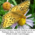 Early Spring Drives Butterfly Population Declines