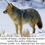 Coyotes Shrank, Wolves Did Not, After Last Ice Age and Megafaunal Extinctions