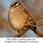 Sparrows Change Their Tune to Be Heard in Noisy Cities