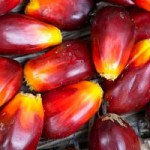 India Supports Sustainable Palm Oil