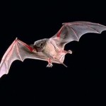 On the Wings of Rio+20: How Brazilian Bats are Boosting US Cotton Industry