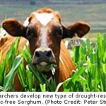 New Forage Plant Prepares Farmers for Climate Changes