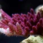 Adaptive Capacity of Reef Corals to Climate Change May Be Widespread