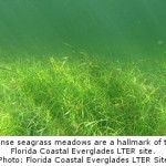 Seagrasses Can Store as Much Carbon as Forests