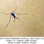 Plastic Trash Altering Ocean Habitats, Scripps Study Shows