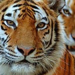 Wild Tigers Remain Vulnerable to Poaching in Most Protected Areas