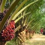 Oil Palm Surging Source of Greenhouse Gas Emissions