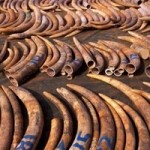 Highest Elephant Poaching and Ivory Smuggling Rates in a Decade