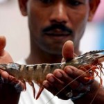 FAO Releases State of World Fisheries and Aquaculture 2012 Report