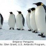 Emperor Penguins Threatened by Antarctic Sea Ice Loss