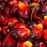 Cameroon Biodiversity Hotspot in Grave Danger as Palm Oil Conglomerate Quits RSPO