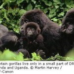 Gorillas Still Under Severe Security Threat