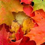 The Colors of Fall: Are Autumn Reds and Golds Passing Us By?