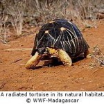 Over 300 Tortoises Rescued Following Major Poaching Incident in Madagascar