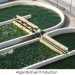 Large-Scale Algal Biofuel Production Poses Sustainability Concerns