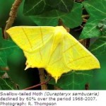 UK’s Larger Moths Suffer 40-Year Crash