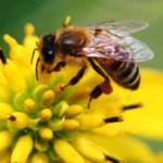 Risks to Bees from Insecticides Identified